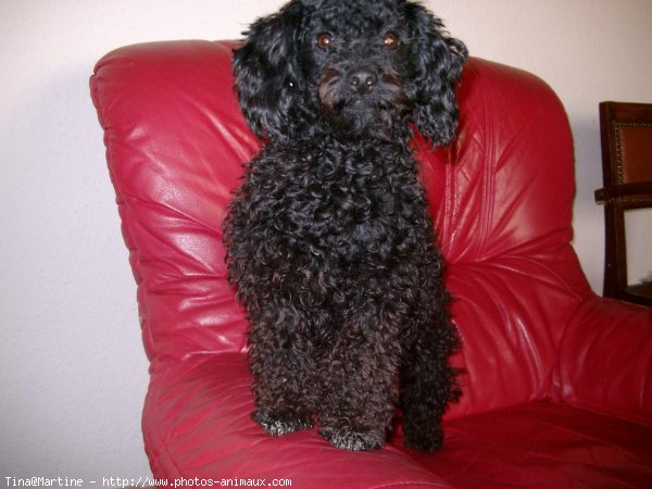 Photo de Caniche moyen