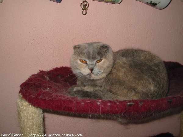 Photo de Scottish fold