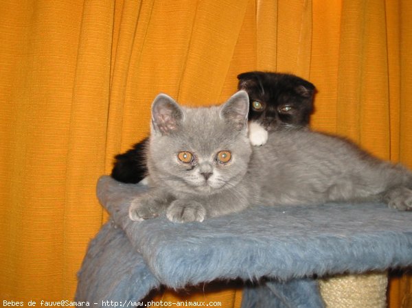 Photo de British shorthair