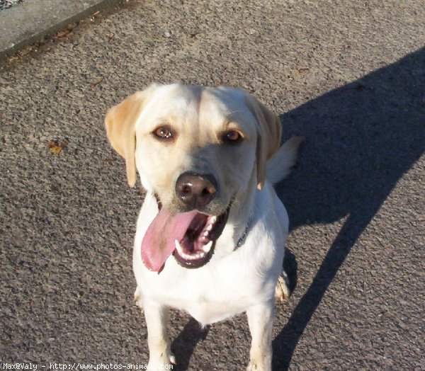 Photo de Labrador retriever