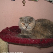 Photo de Scottish fold