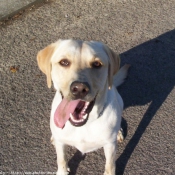 Photo de Labrador retriever