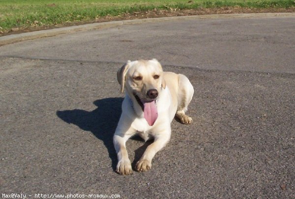 Photo de Labrador retriever