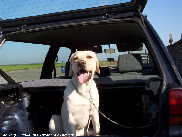 Photo de Labrador retriever