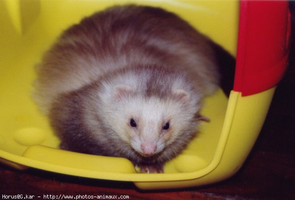 Photo de Furet