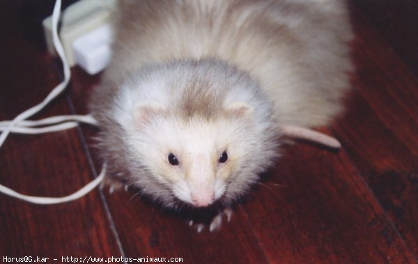 Photo de Furet