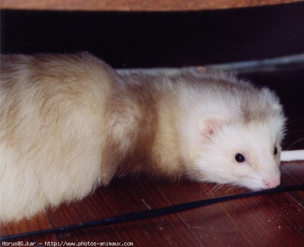 Photo de Furet