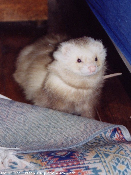 Photo de Furet