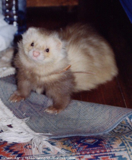 Photo de Furet