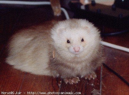 Photo de Furet