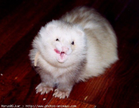 Photo de Furet