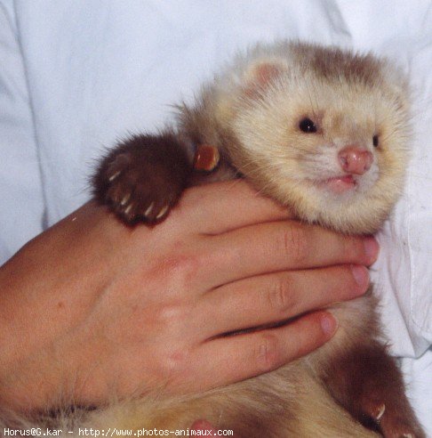 Photo de Furet