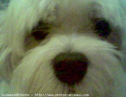 Photo de Bichon maltais