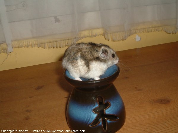 Photo de Hamster