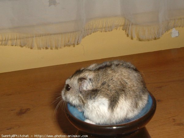 Photo de Hamster