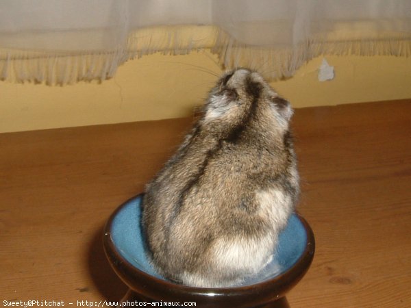 Photo de Hamster