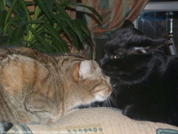 Photo de Chat domestique