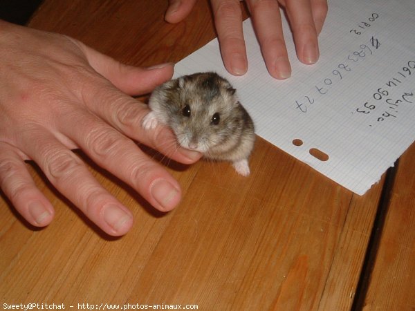 Photo de Hamster