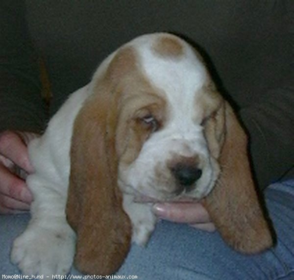 Photo de Basset hound