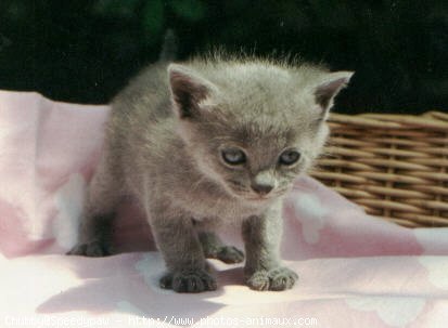 Photo de Chartreux