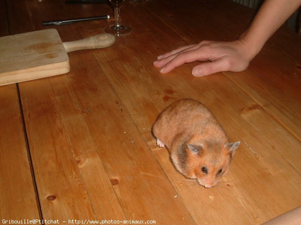 Photo de Hamster