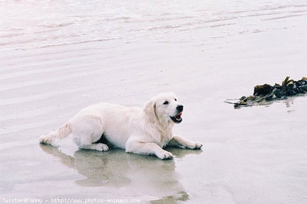 Photo de Golden retriever