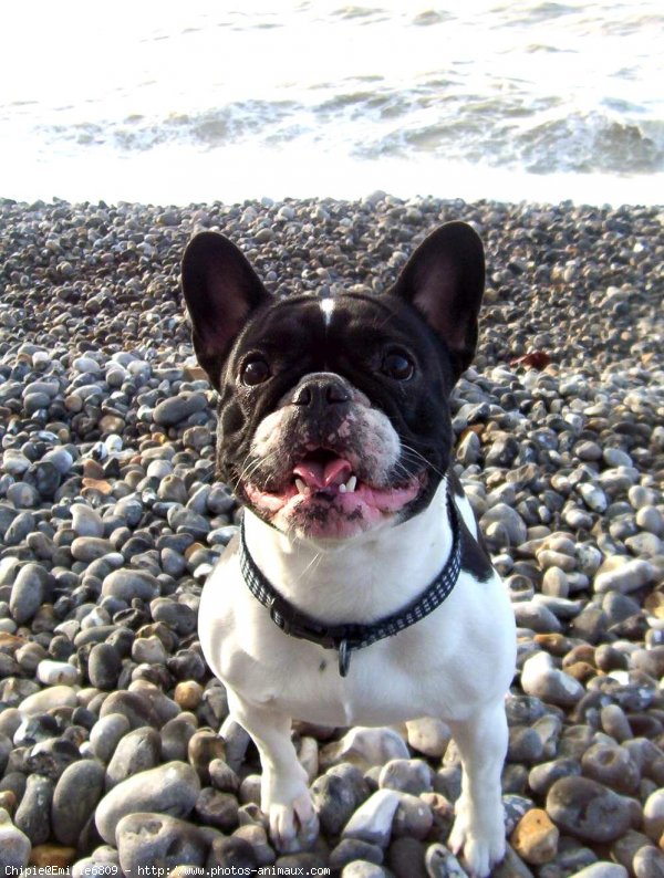 Photo de Bouledogue franais