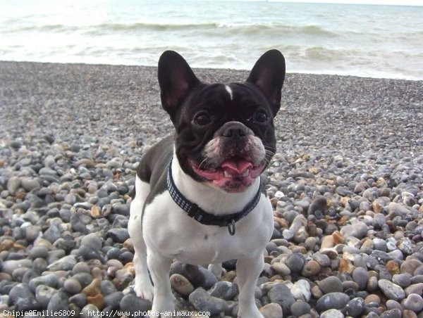 Photo de Bouledogue franais