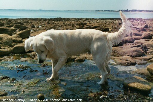 Photo de Golden retriever