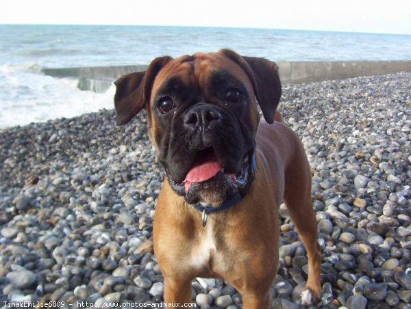 Photo de Boxer