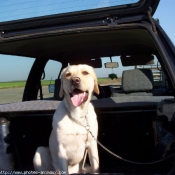 Photo de Labrador retriever