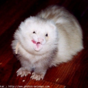 Photo de Furet