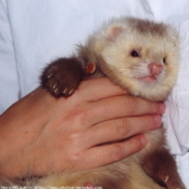 Photo de Furet