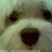 Photo de Bichon maltais