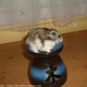 Photo de Hamster