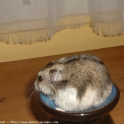 Photo de Hamster