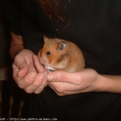 Photo de Hamster