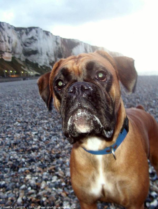 Photo de Boxer