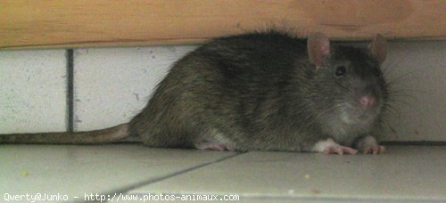 Photo de Rat