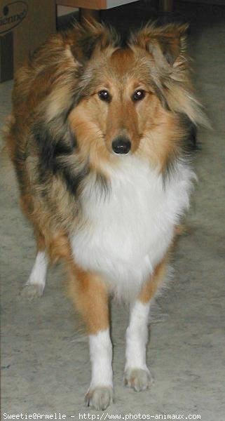 Photo de Chien de berger des shetland