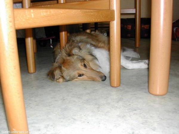 Photo de Chien de berger des shetland