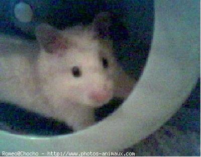 Photo de Hamster