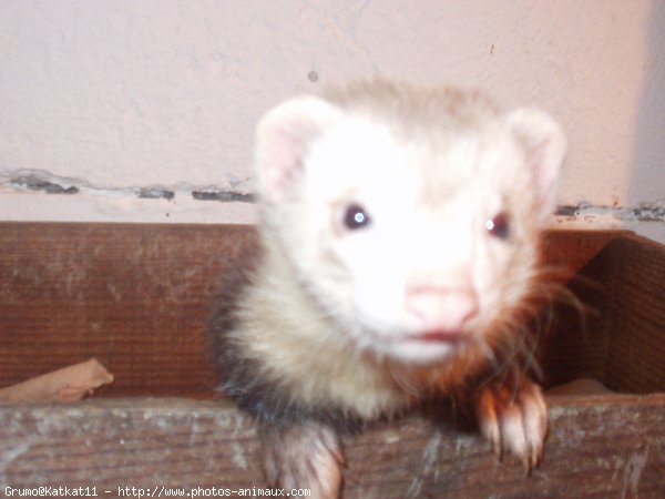 Photo de Furet