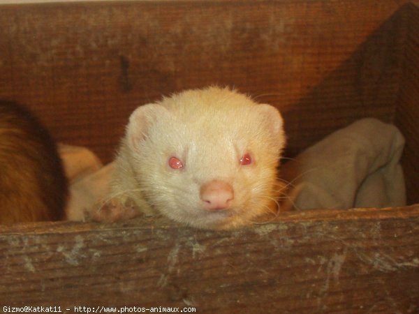 Photo de Furet