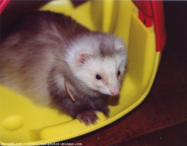 Photo de Furet