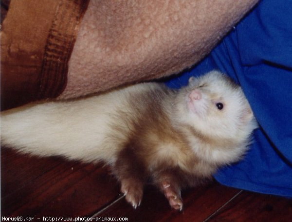 Photo de Furet