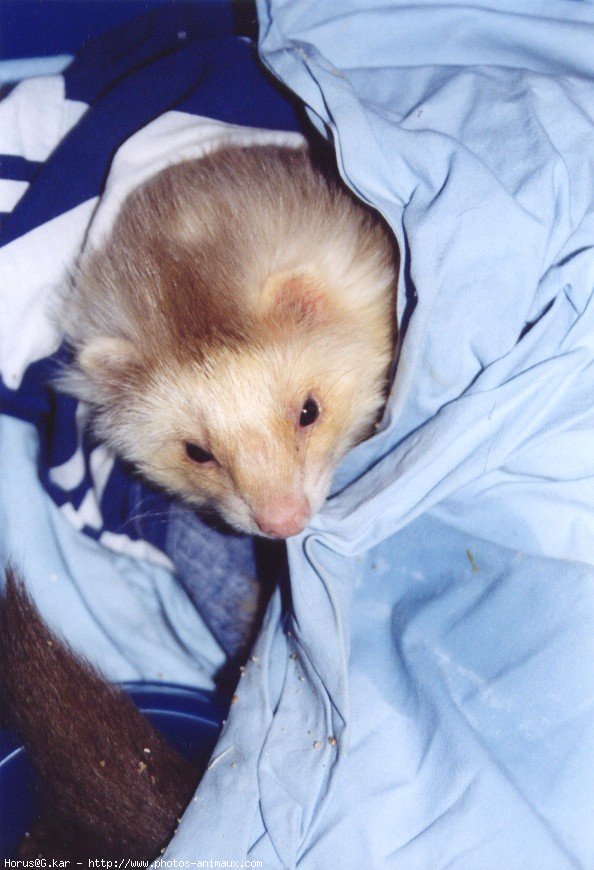 Photo de Furet