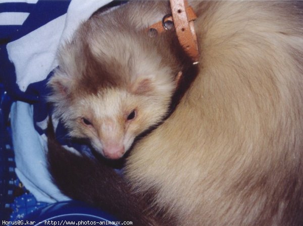 Photo de Furet