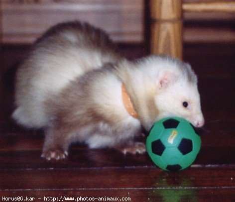 Photo de Furet