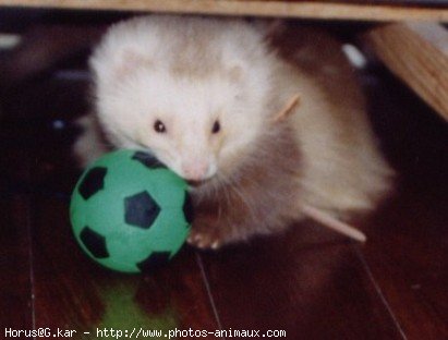 Photo de Furet